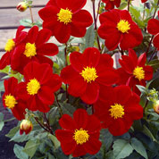 Dahlia Mignon red